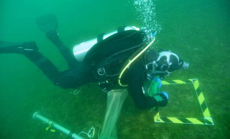 angus-dive-2-768x464.jpg